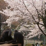 桜の名所の無料動物園