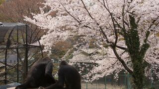桜の名所の無料動物園