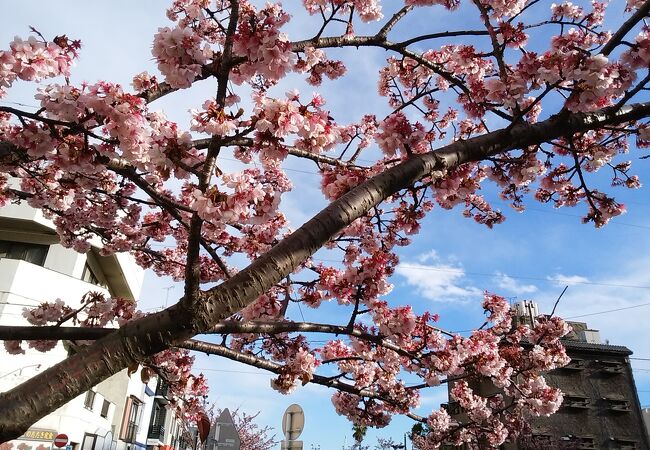 早咲きの桜を眺めながら散策