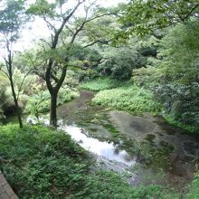 こんこんと湧き出る様子