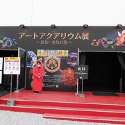 偶然通りかかった「アートアクアリウム展　高知」を見てきました