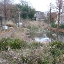 桜町湧水公園です。公園ではなく、荒れた池の周辺との感じです。