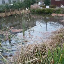 桜町湧水公園の池です。池の一部から、少量の水が湧き出ています