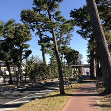 松並木の下が歩きやすく整備されている