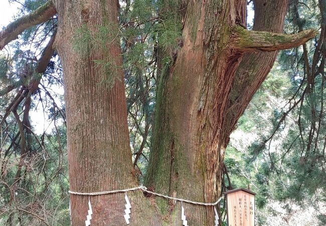 樹齢600年を超える大杉