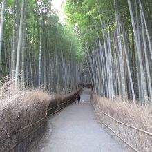 嵯峨野 竹林の道