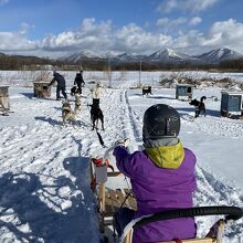 出走前はワンちゃんが喜ぶ大変な騒ぎ