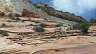 野生動物に出会える