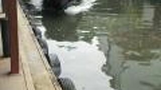 お水は触らないようにしよう