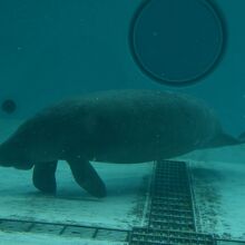 マナティー館