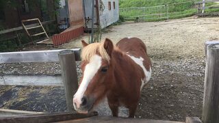 無料で動物とふれあえる観光牧場