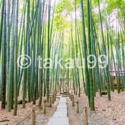 ミシュランガイドの三つ星ということで大いに期待してましたが、竹林だけならこの直前に訪問した嵯峨野や化野念仏寺の竹林の方が良いと思いました。