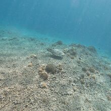 ウミガメに会えたよ！