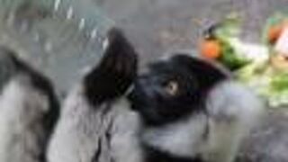 キツネザルが間近で見られる。