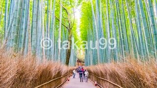 嵐峡付近で紅葉撮影を堪能したあと、嵐山公園 (亀山地区)を抜けて嵯峨野 竹林の道を訪問。