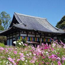 般若寺本堂とコスモス