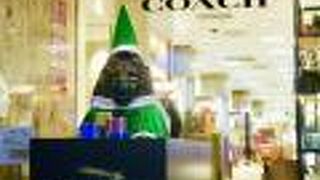 当然ライオンがいました