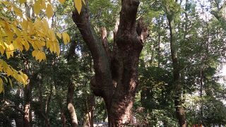 かまぼこ発祥の地