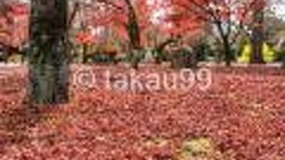 国指定の重要文化財の本堂の左前の所と裏の散紅葉が特に良かったです。