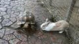 自由な動物たち