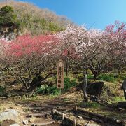 幕山の山麓に広がる梅林