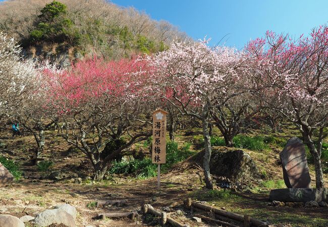 幕山 湯河原梅林 クチコミ アクセス 営業時間 湯河原温泉 フォートラベル