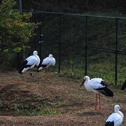 コウノトリを間近に観察