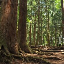 大きな杉が林立する