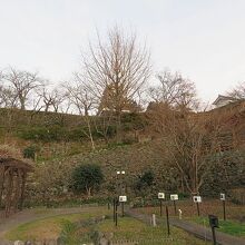 内堀菖蒲園から天守を見上げる