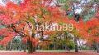 広い敷地のところどころできれいな紅葉が見られました。