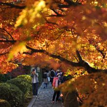 参道も紅葉あふれる