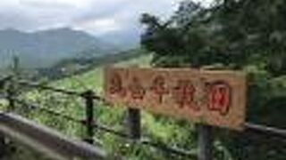 日本最大級と言われる美しい千枚田