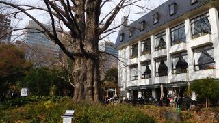 かなり大きなイチョウの木