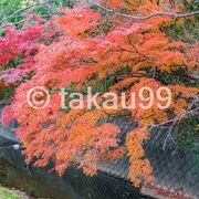 紅葉が見ごろでとても美しかったので、足を止めて思わずシャッターを切りました。