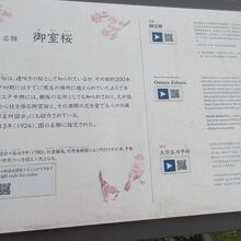 桜の説明板