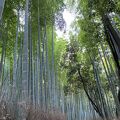 京女の独り言「嵯峨嵐山の竹林」