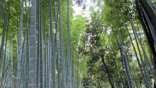 京女の独り言「嵯峨嵐山の竹林」