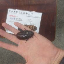 ゴキブリがかわいい By フローリアンチッチ 竜洋昆虫自然観察公園のクチコミ フォートラベル