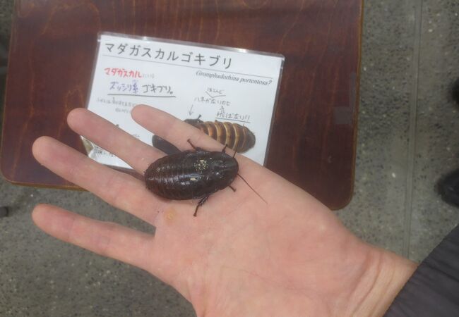 竜洋昆虫自然観察公園 クチコミ アクセス 営業時間 磐田 フォートラベル 竜洋昆虫自然観察公園 クチコミ アクセス 営業時間 磐田 フォートラベル
