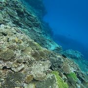 珊瑚密度が濃い！