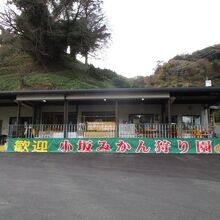 大きなミカン園でした