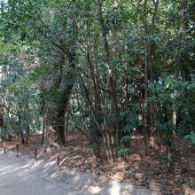 市街地にありながら小鳥がすむ森