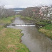 桜の木の枝ぶりを見ているだけでも、素晴らしい桜並木であることが実感できました