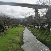 温泉街を外れると、そこには美しい桜並木が続きます