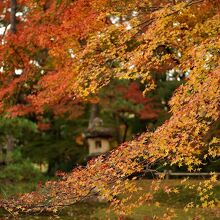 庭の紅葉の風情