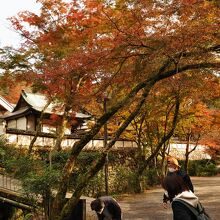 この紅葉が庭園の借景になる
