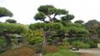 駐車場からの道路の紅葉が綺麗でした。