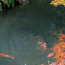 池には錦鯉が