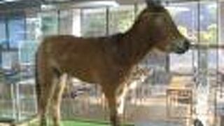 喜界馬の剥製もありました