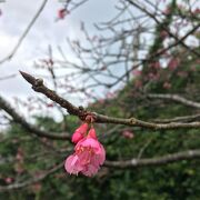 一月中旬から桜のシーズン